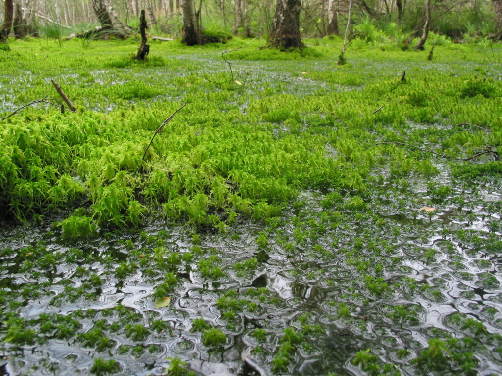 Wassergesättigtes Torfmoos am Moorrand. Torfmoose sind dafür bekannt, dass sie große Mengen an Wasser speichern und festhalten können.