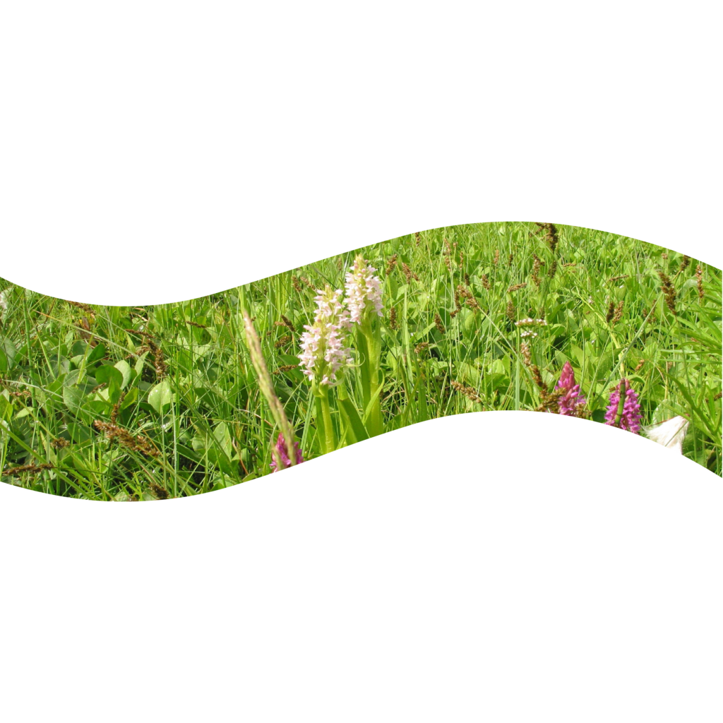 Dieses orchideenreiche Kleinseggenried am Möllnsee ist eine der letzten natürlich offenen Braunmoosmoorflächen in Brandenburg.